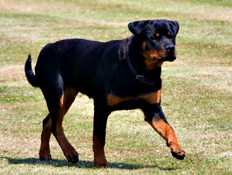 A Rottweiler. (creative commons via Wikimedia)