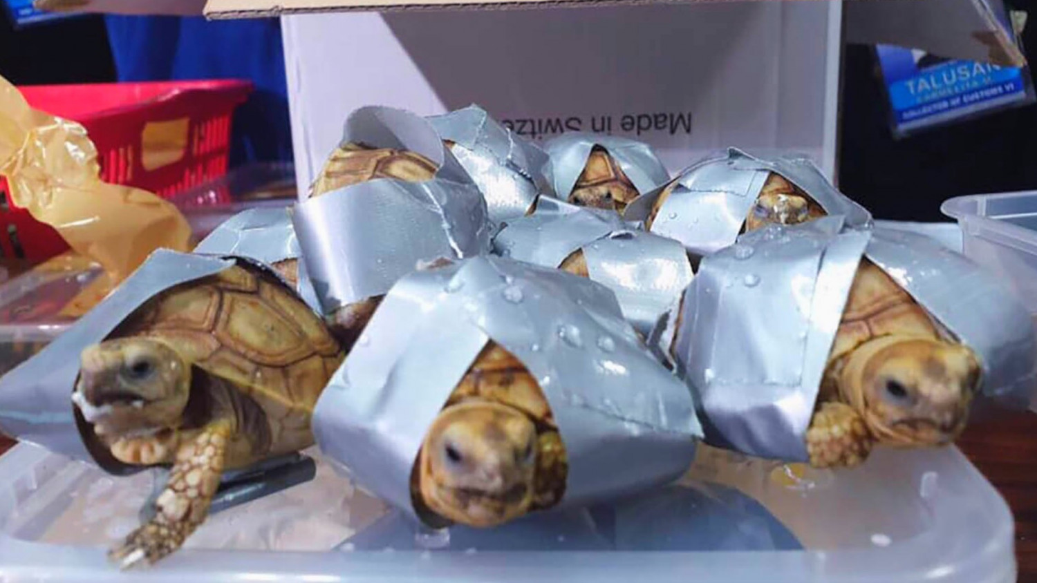Men Charged for Poaching Thousands of Turtles