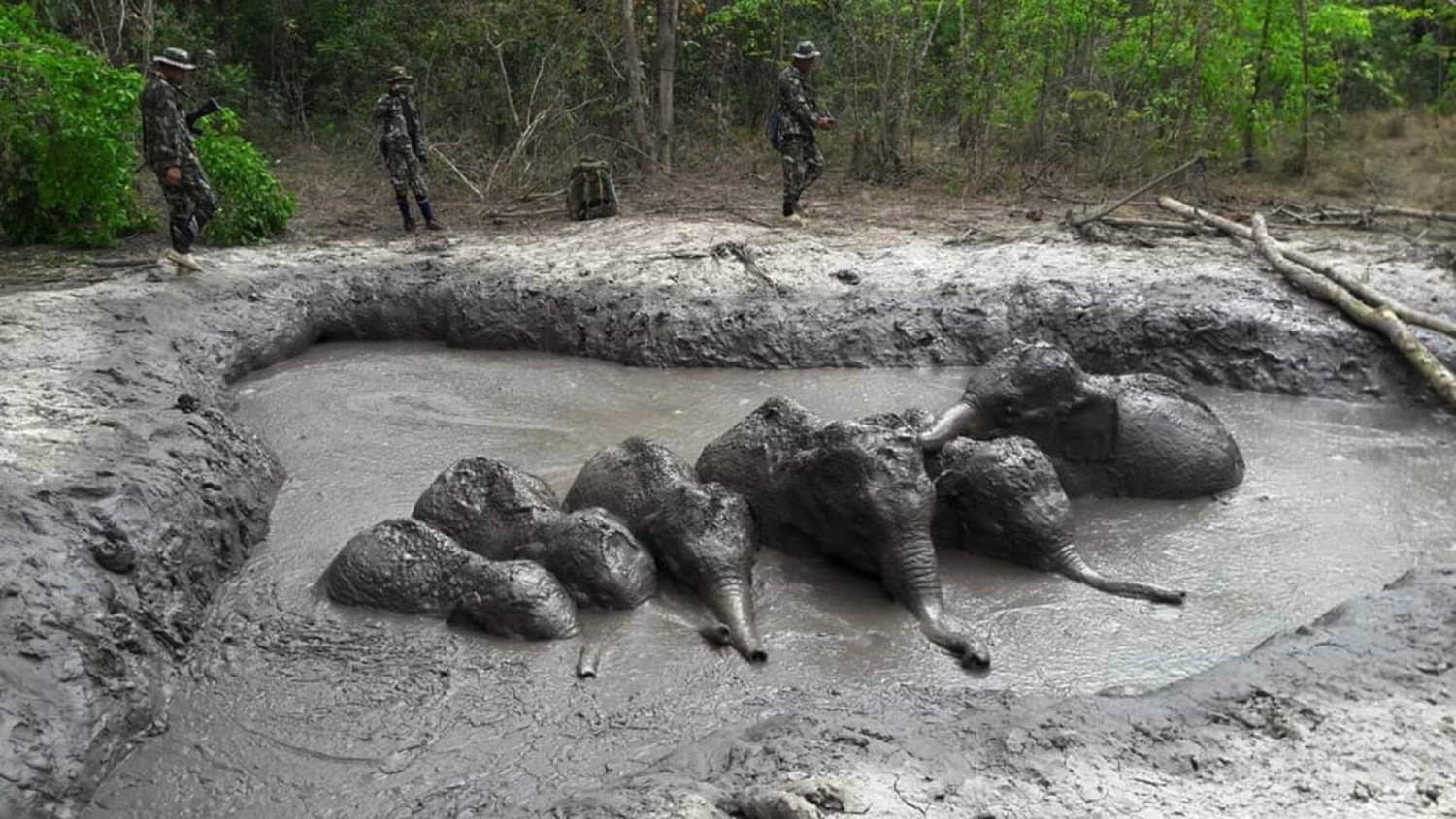 Six Baby Elephants Rescued From Mud Pond in Thailand