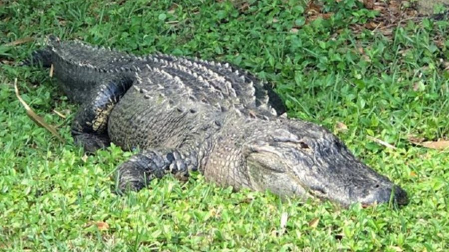 12-Foot, 750-Pound Gator Trapped in Florida