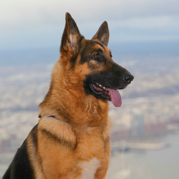 German Shepherd (Getty Image)