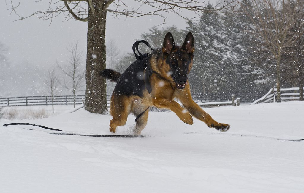 A German Sherpherd, similar to the cloned Kunming Wolfdog. (KAREN BLEIER/AFP/Getty Images)