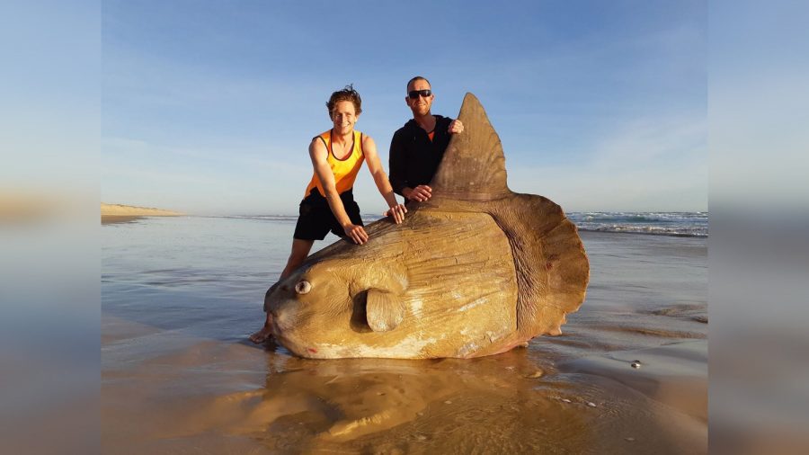 Pictures Show Rare, Giant Sunfish That Washed Ashore in Australia