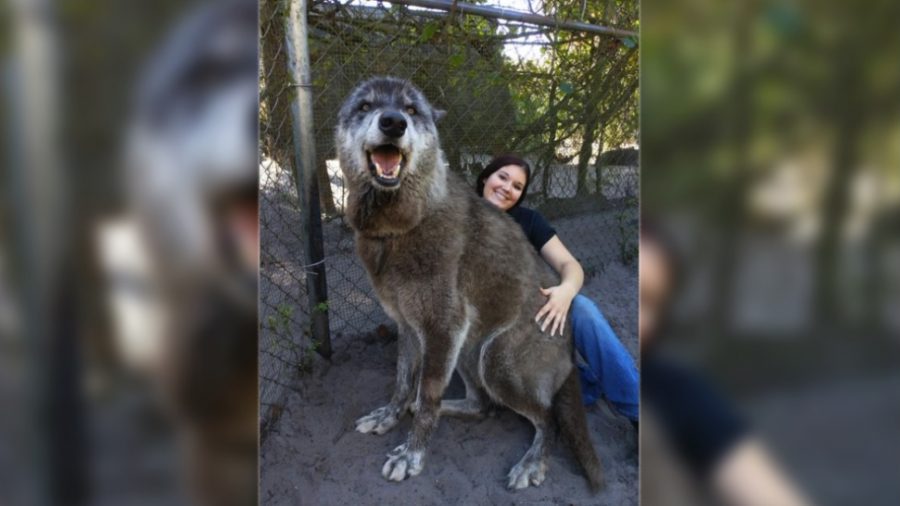 Giant Wolf ‘Yuki’ Goes Viral After Being Rescued From Kill Shelter