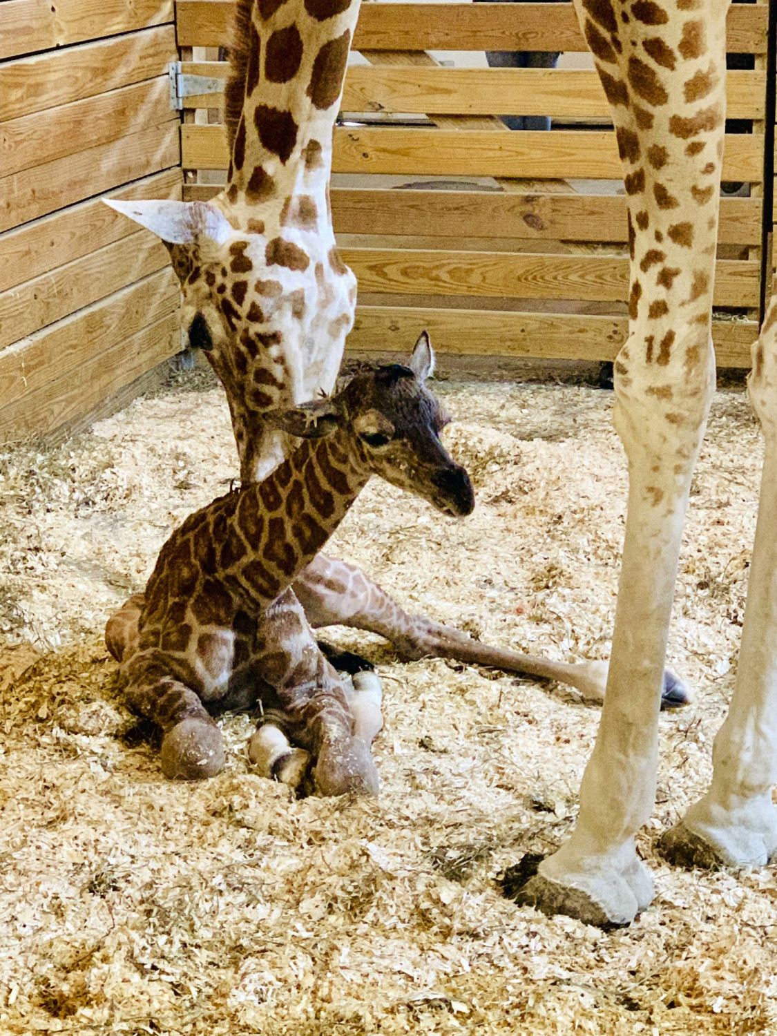 The Giraffe with her new male calf in Harpursville, N.Y