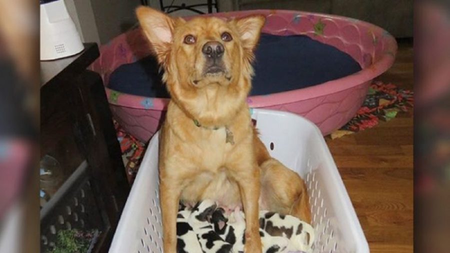 Golden Retriever Goes Into Labor. Owners Thrilled to See Pups That Looked Like ‘Little Cows’