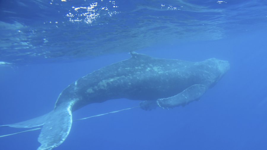 Whale Conservation Event on World Oceans Day