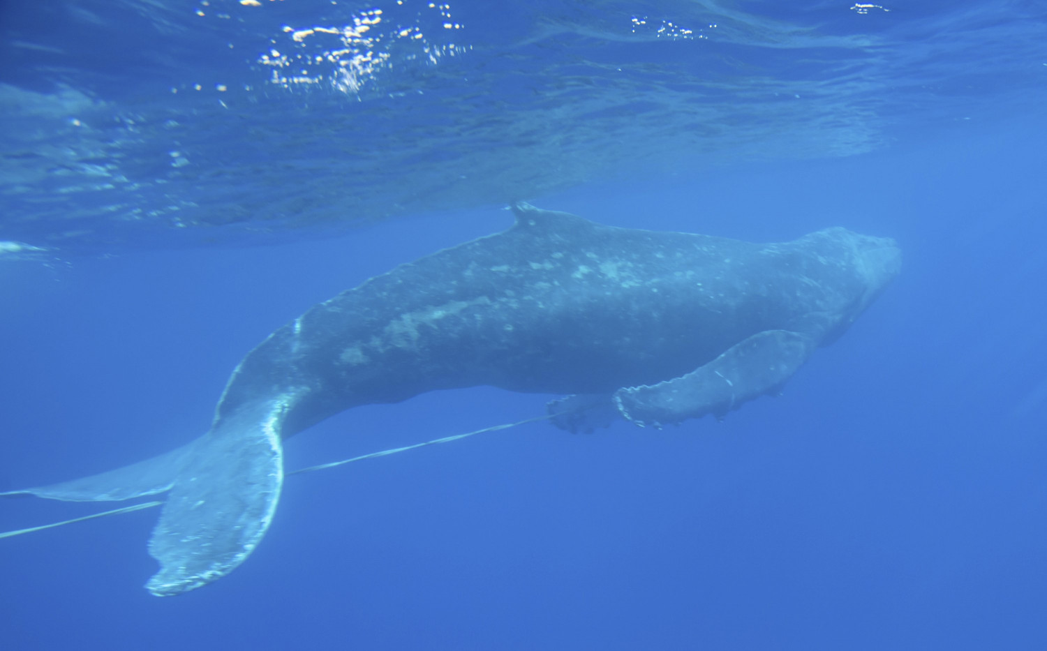 Video: Young Humpback Whale Freed From Fishing Gear Off Hawaii