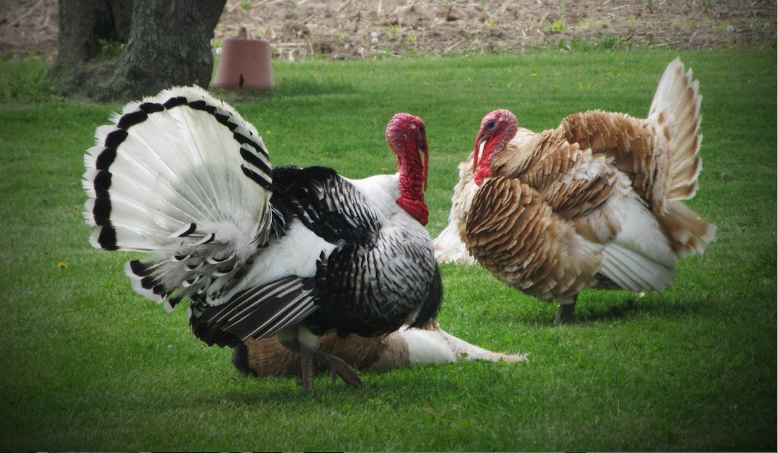 Mississippi Hunter Harvests ‘Exceptionally Rare’ White Turkey