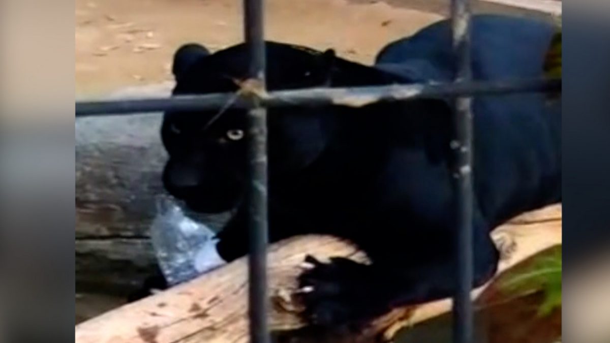 Jaguar attack woman in zoo