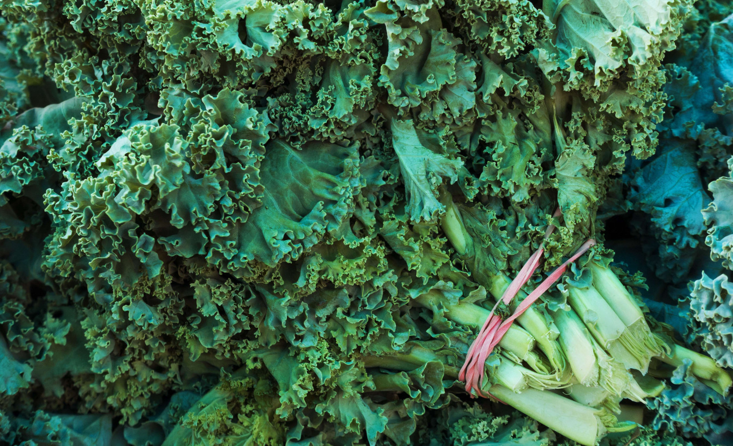 Kale’s Healthy Reputation Takes a Knock in ‘Dirty’ Pesticide Report