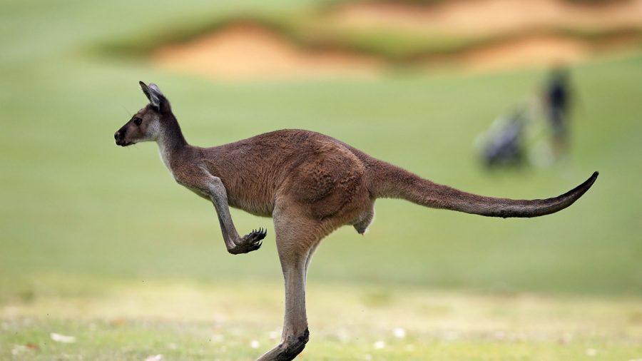 Video Shows Wild Kangaroo Attacking Australian Paraglider