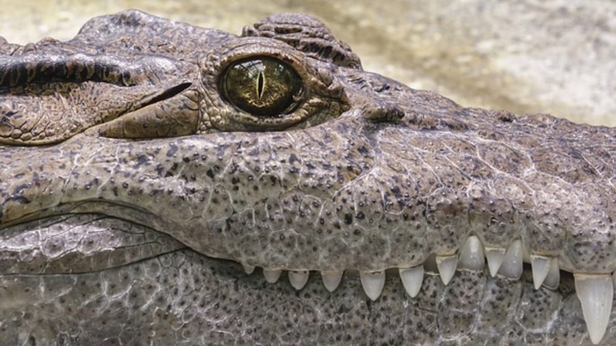 Woman Suffers Serious Injuries After Alligator Attack in Florida, Reports Say