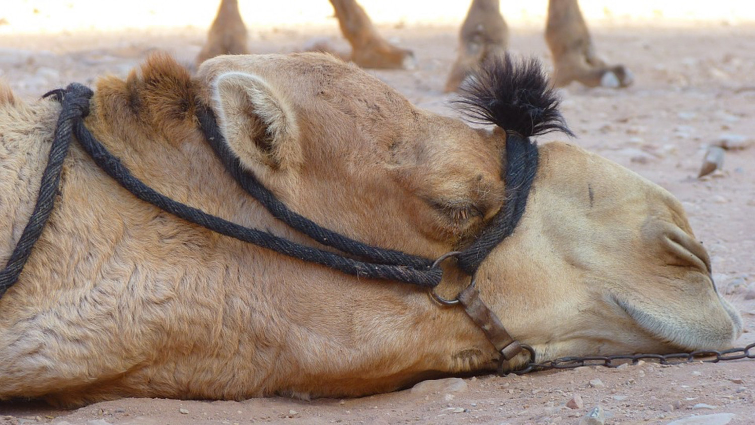 Sad Camel Stops Taking Food and Water After Caretaker Cop Died of Heart Attack