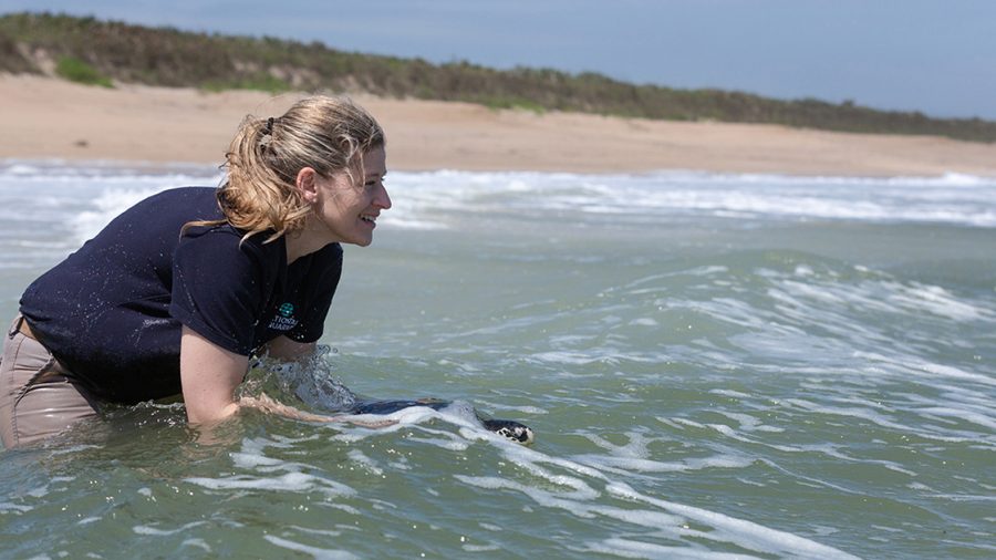 National Aquarium Releases Rescued Sea Turtles Back to the Ocean
