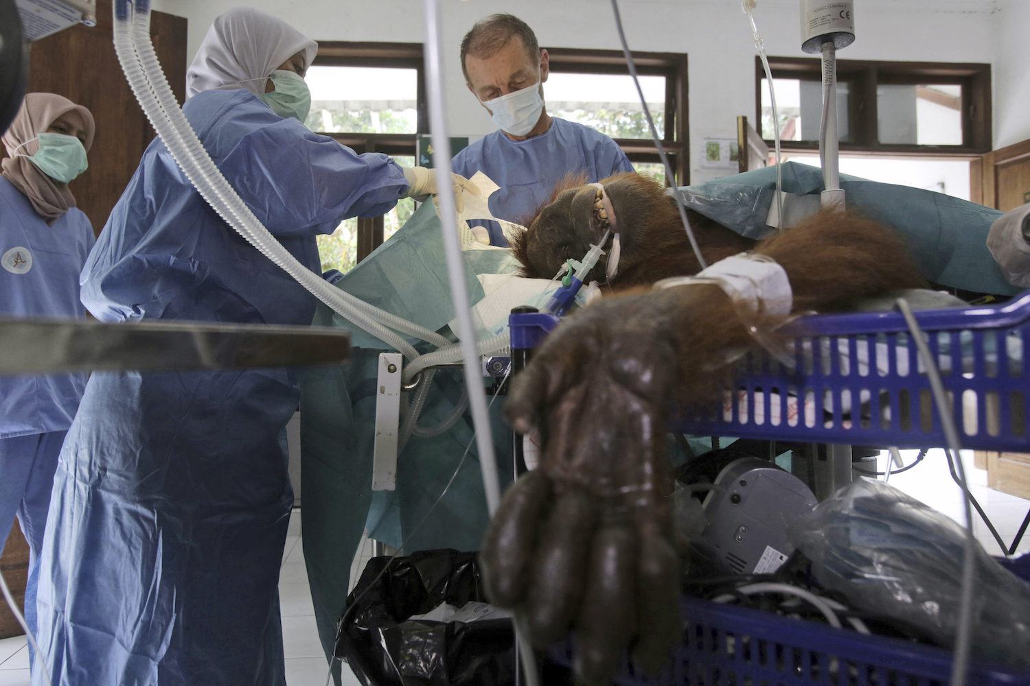 Orangutan Shot With 74 Air Rifle Bullets Rescued But Left Blind