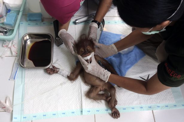 A veterinarian and a volunteer tend to a three-month-old baby orangutan named Brenda that was evacuated from a village with a broken arm on March 17, 2019. (Binsar Bakkara/AP Photo)