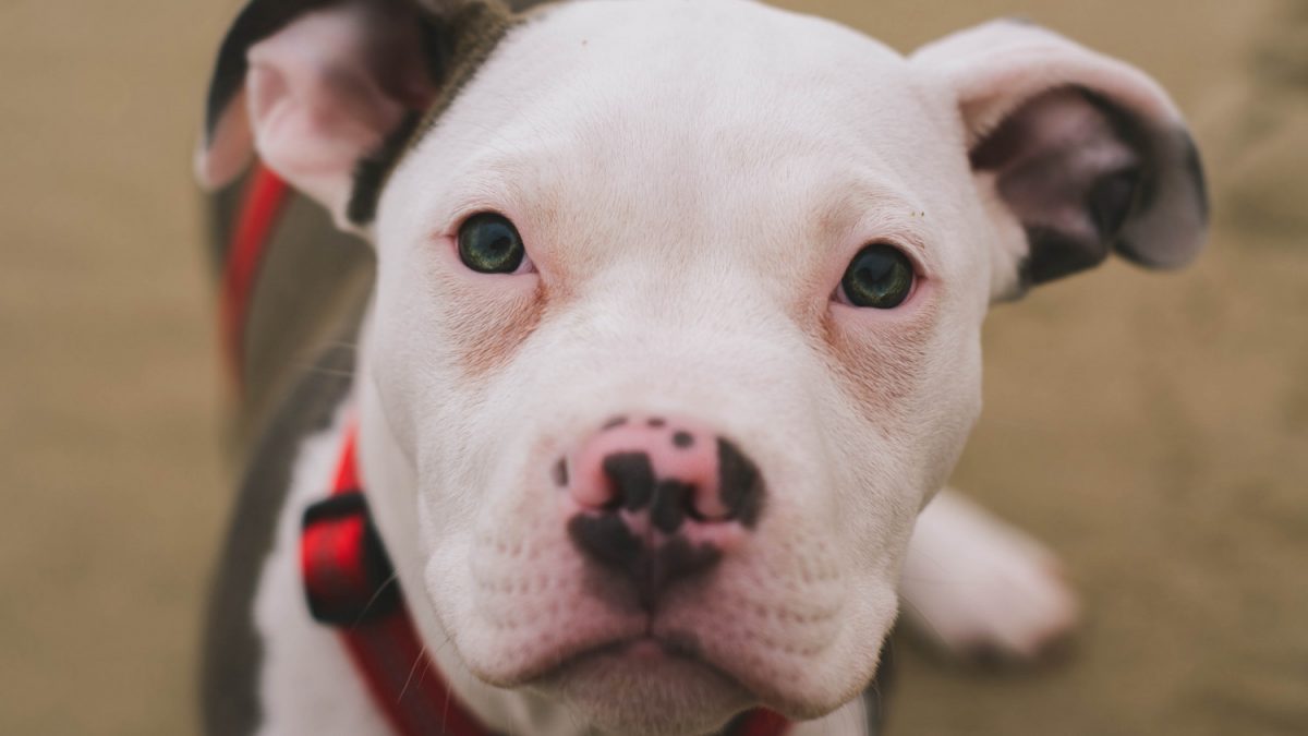 Kansas City Suburb Becomes Latest to Repeal Pit Bull Ban