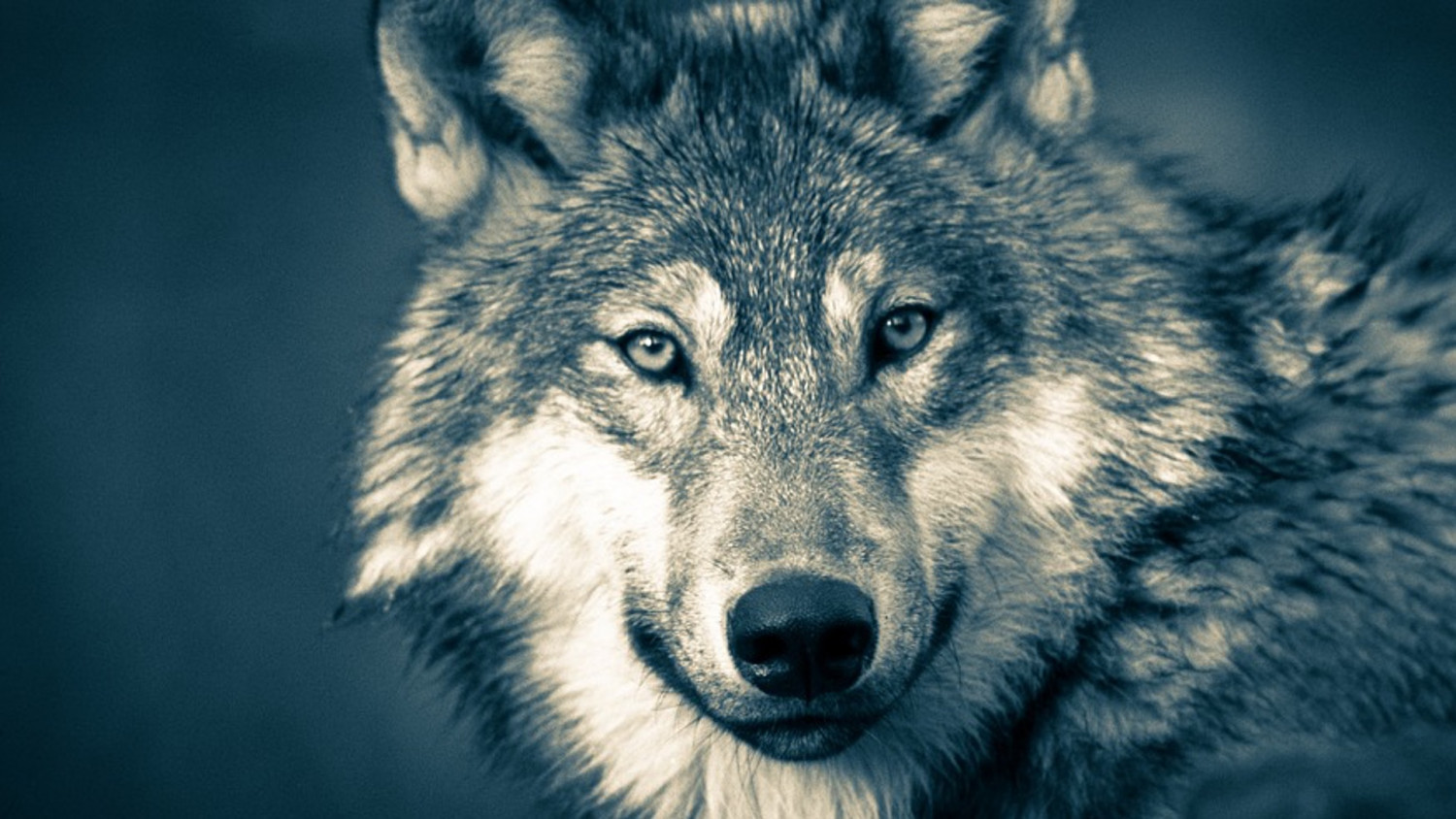 Biologists Debate Over Grey Wolf Return in Yellowstone