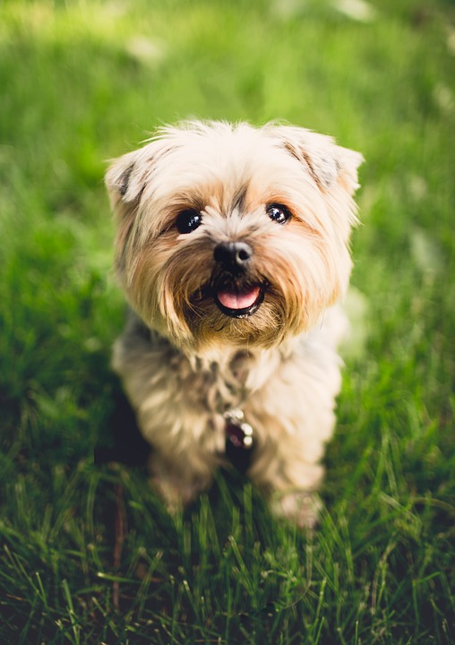 Image of a pet dog similar to Gilly. (Pexels/Pixabay)