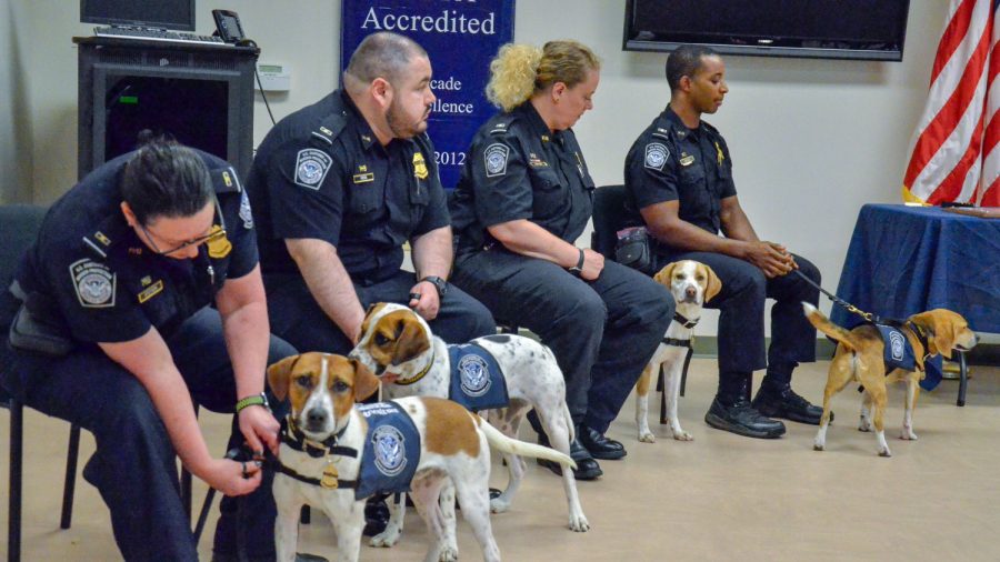 A Brigade of Beagles Helps the US Save Billions at America’s Busiest Airports