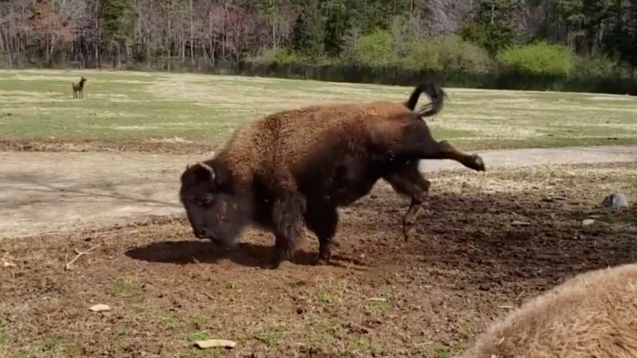 Video Shows Bison Dancing With Joy at Start of Spring