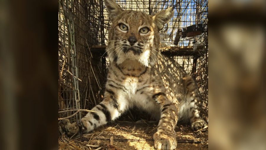 Bobcat That Survived Wildfire Killed in Car Crash