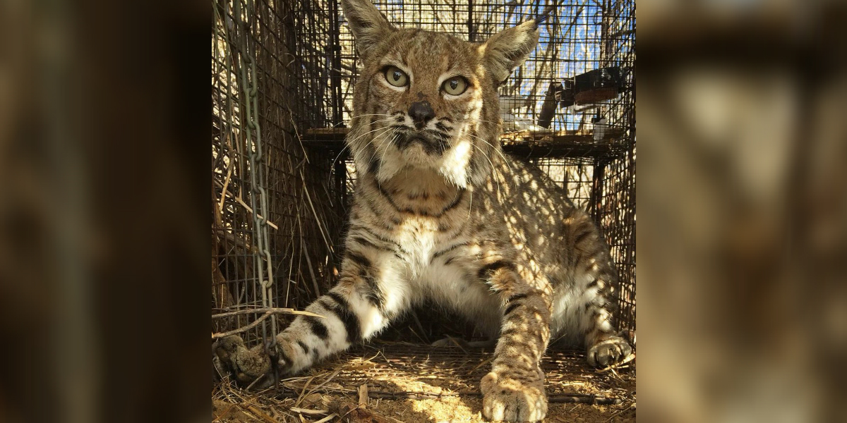 Bobcat That Survived Wildfire Killed in Car Crash