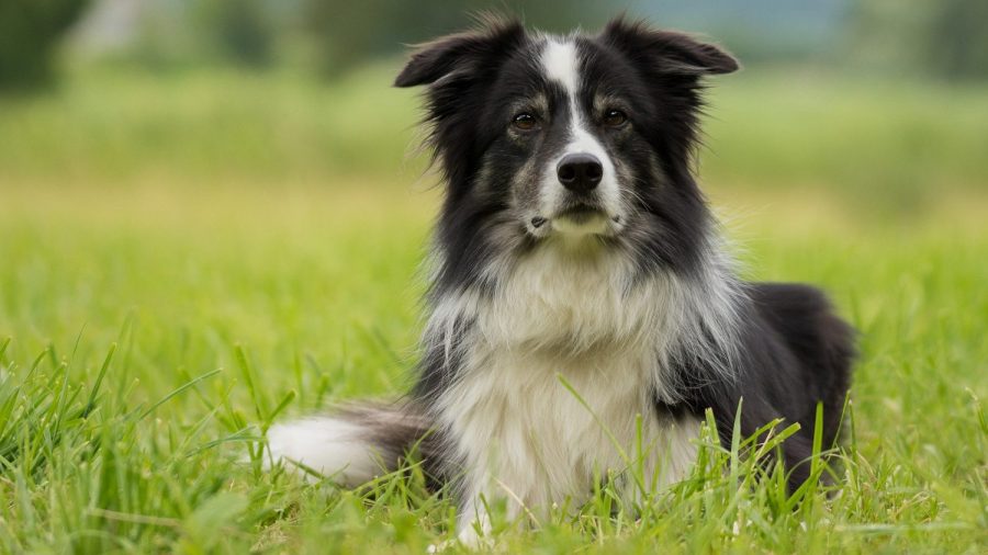 Border Collies Help Owners Restore Chilean Forest After Devastating Forest Fire