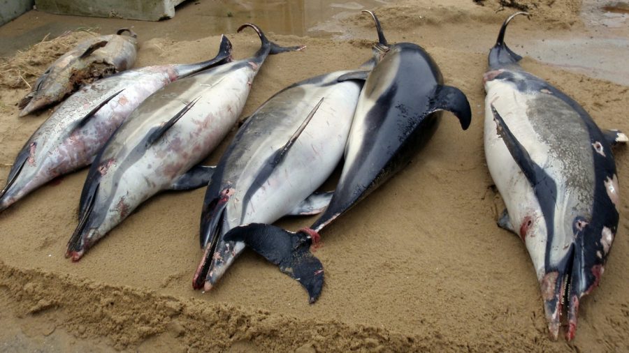 Report: 174 Dolphins Died From Red Tide Bloom Off Florida