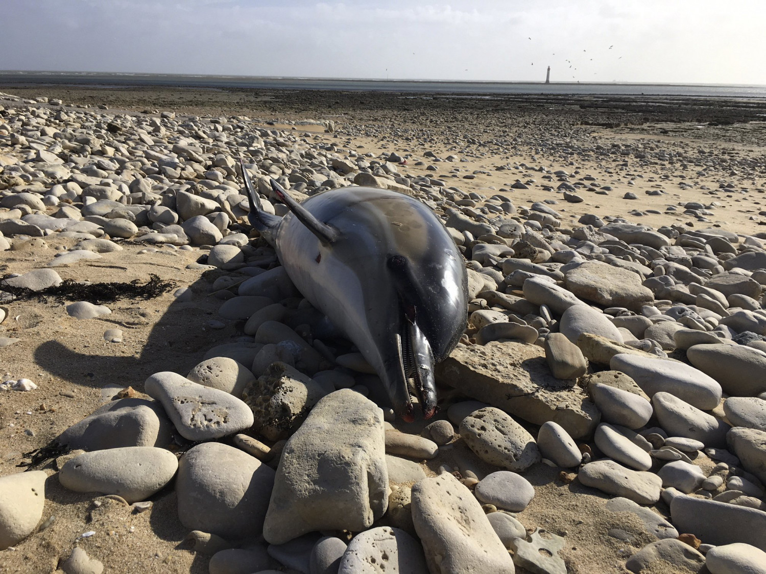 Biologists Find Trash in Belly of Stranded Baby Dolphin