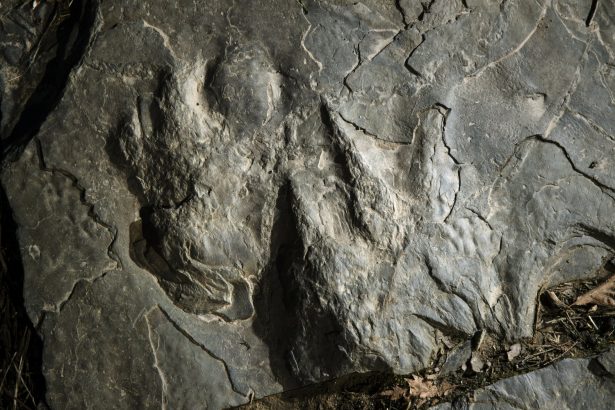 Fossilized dinosaur footprints are shown on a paving stone at the Valley Forge National Historical Park in Valley Forge, Pa. Feb. 28, 2019. (Matt Rourke/AP Photo)
