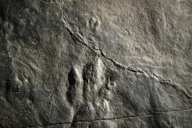 Fossilized dinosaur footprints are shown on a paving stone at the Valley Forge National Historical Park in Valley Forge, Pa., on Feb. 28, 2019. (Matt Rourke/AP Photo)