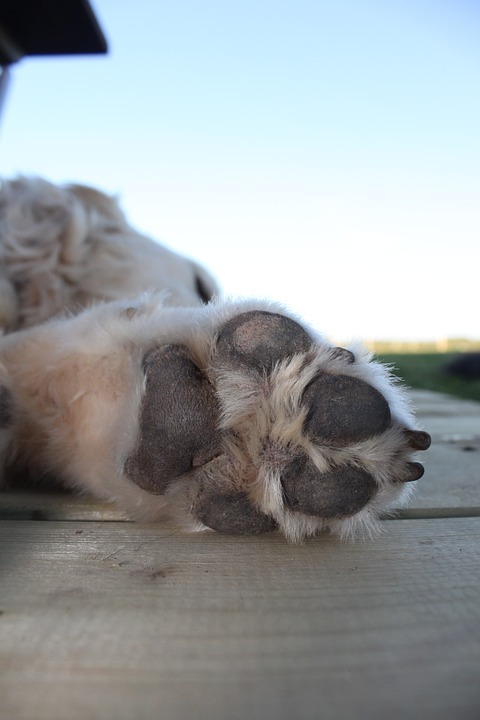 Image of a dog's paws. (Shannon Smith/Pixabay)