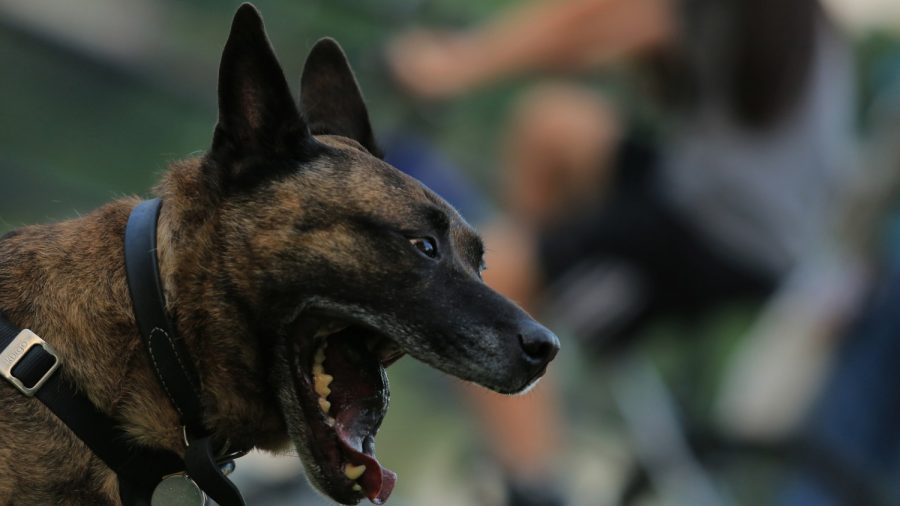 Elderly Woman Mauled to Death By Pack of Six German Shepherd Dogs