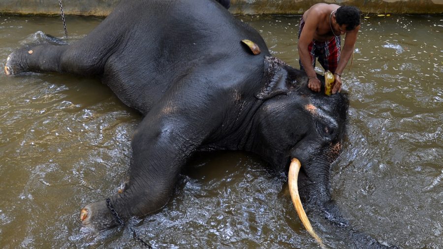Elephant Sits on Handler, Crushing Him to Death