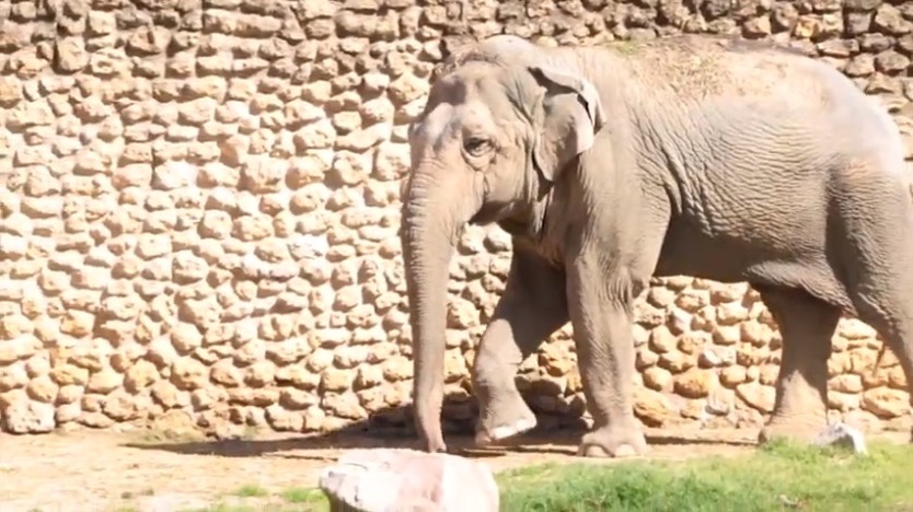 World’s ‘Saddest’ Elephant Dies In Solitary Confinement at Spanish Zoo