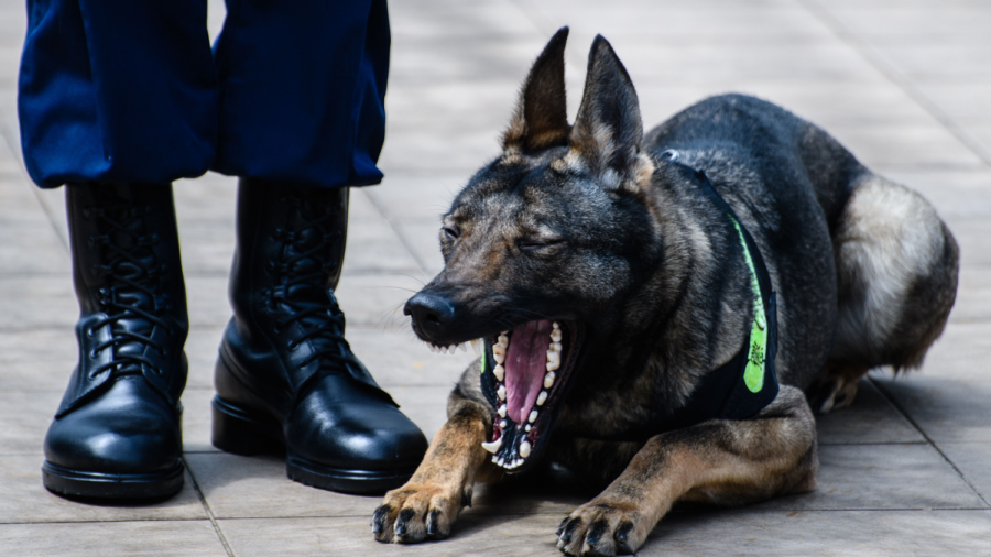 China Clones Police Dog, Ethical Issues May Follow