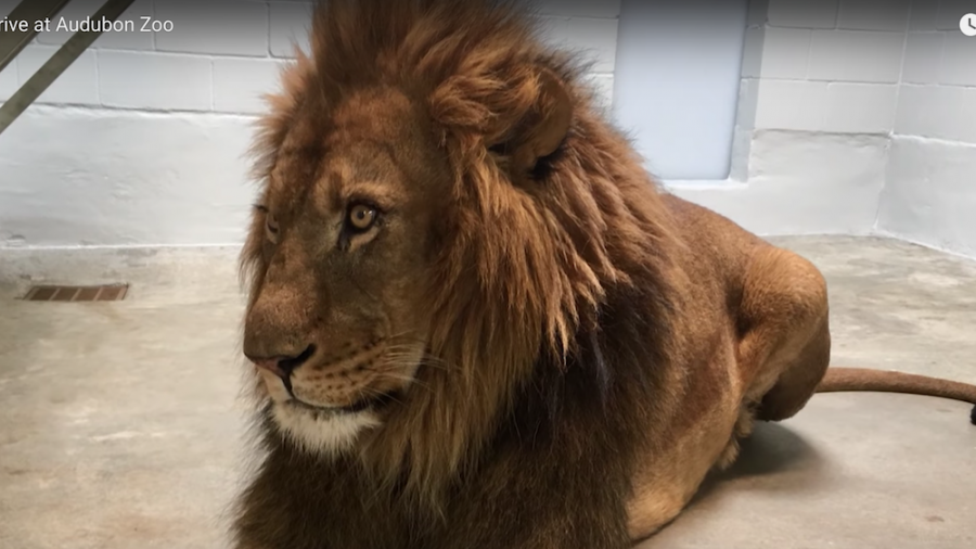 Zoo Welcomes Four Lions, Want to Restore Population