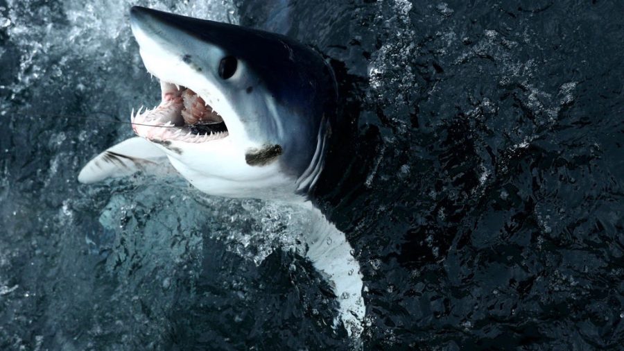 Huge Shark Found With Head Bitten Off by Even Bigger Sea Creature in Australia