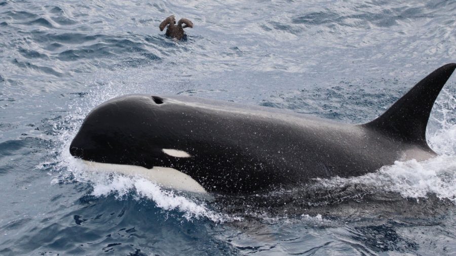 Scientists Discover New Kind of Killer Whale Off Chile