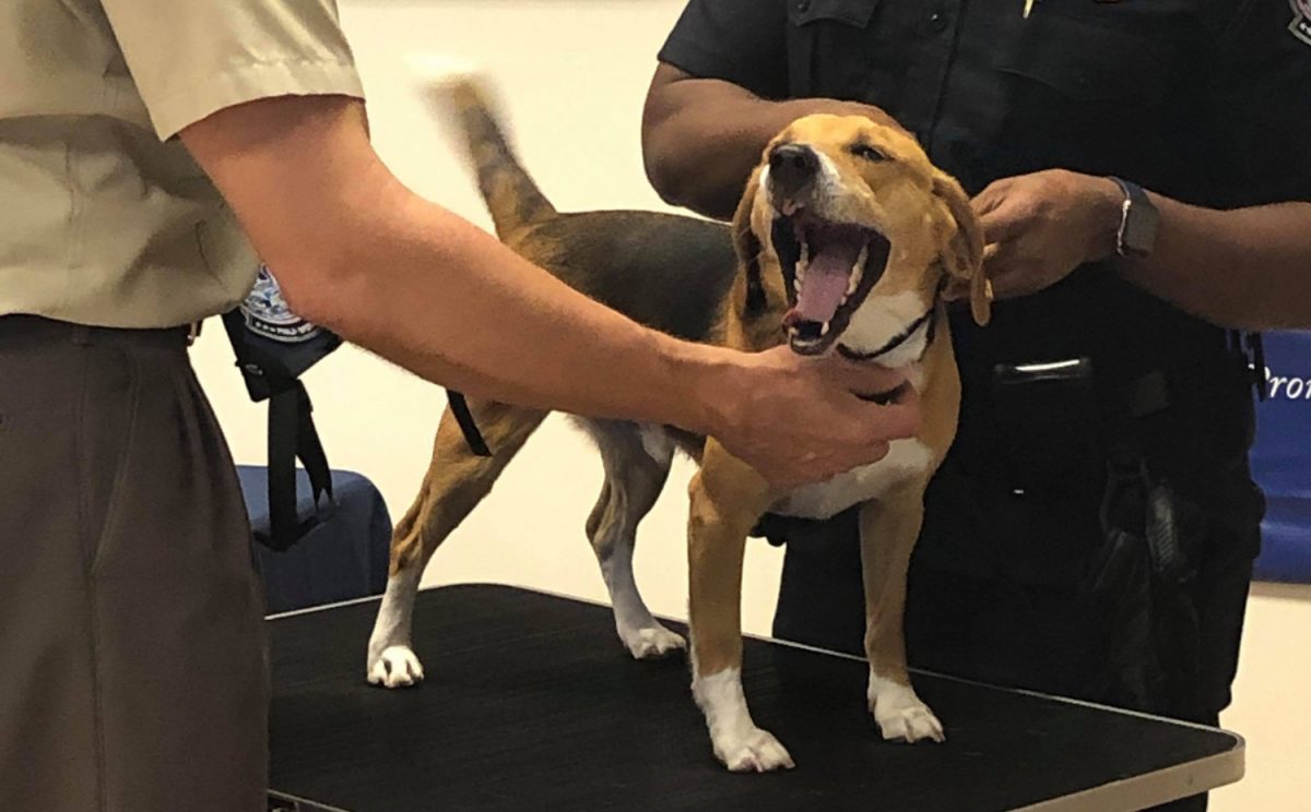 Four beagles soon will begin their careers at two of America's busiest airports, Atlanta's Hartsfield-Jackson and Chicago's O'Hare. Their mission: to sniff out bags carrying meat and plant products. (Trisha Ahmed/CNN)