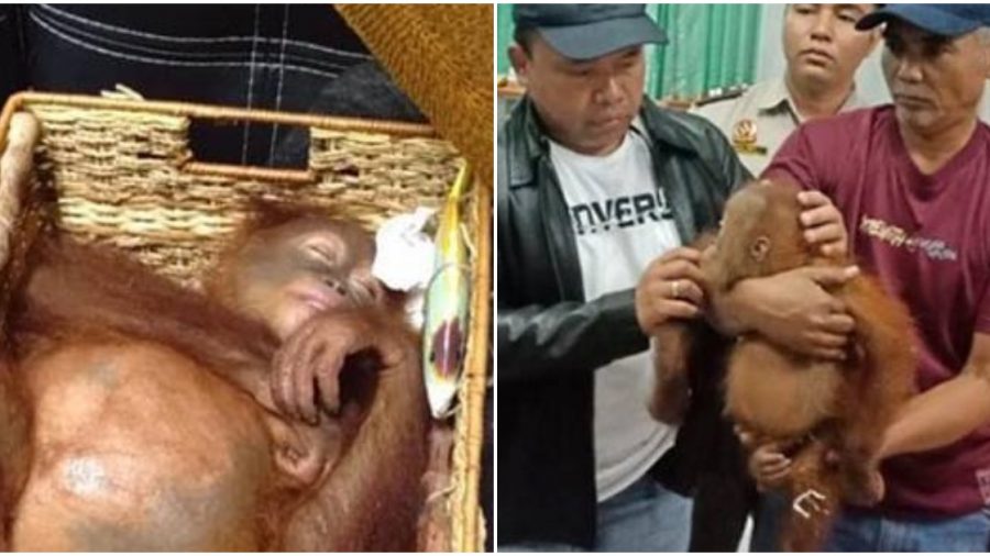 Air Passenger Caught With Drugged Orangutan in His Suitcase