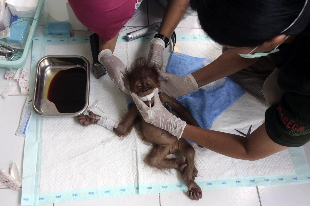 Orangutan Mother Blinded by Air Gun Pellets in Indonesia