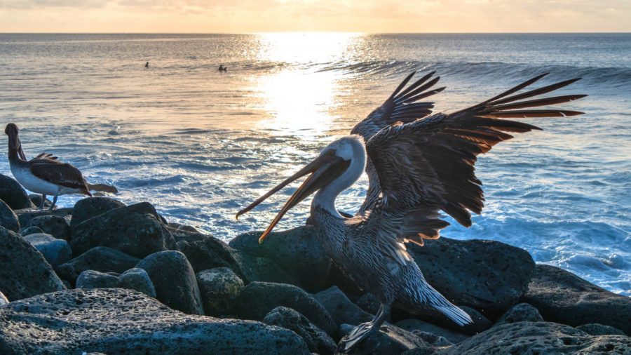 Video: Man Arrested for Jumping on Brown Pelican in Florida