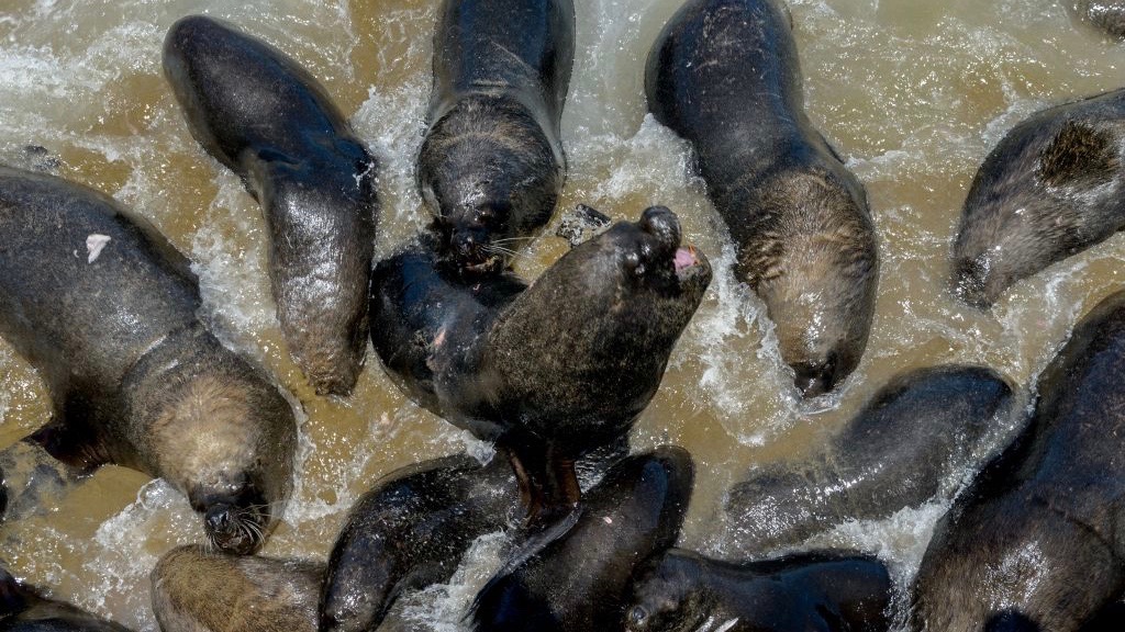 Video Showing Fisherman Throwing Explosive at Sea Lions Causes Uproar