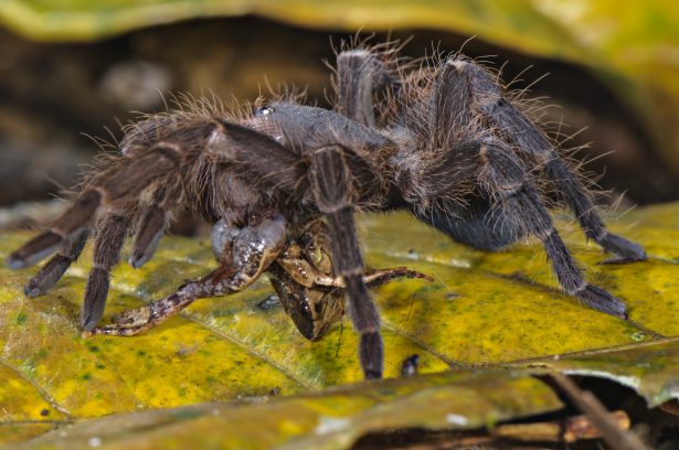 A tarantula preying on a Bolivian bleating frog. (Emanuele Biggi, in Amphibian & Reptile Conservation)