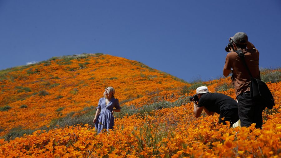 Tens of Thousands Converge on California ‘Poppy Apocalypse’