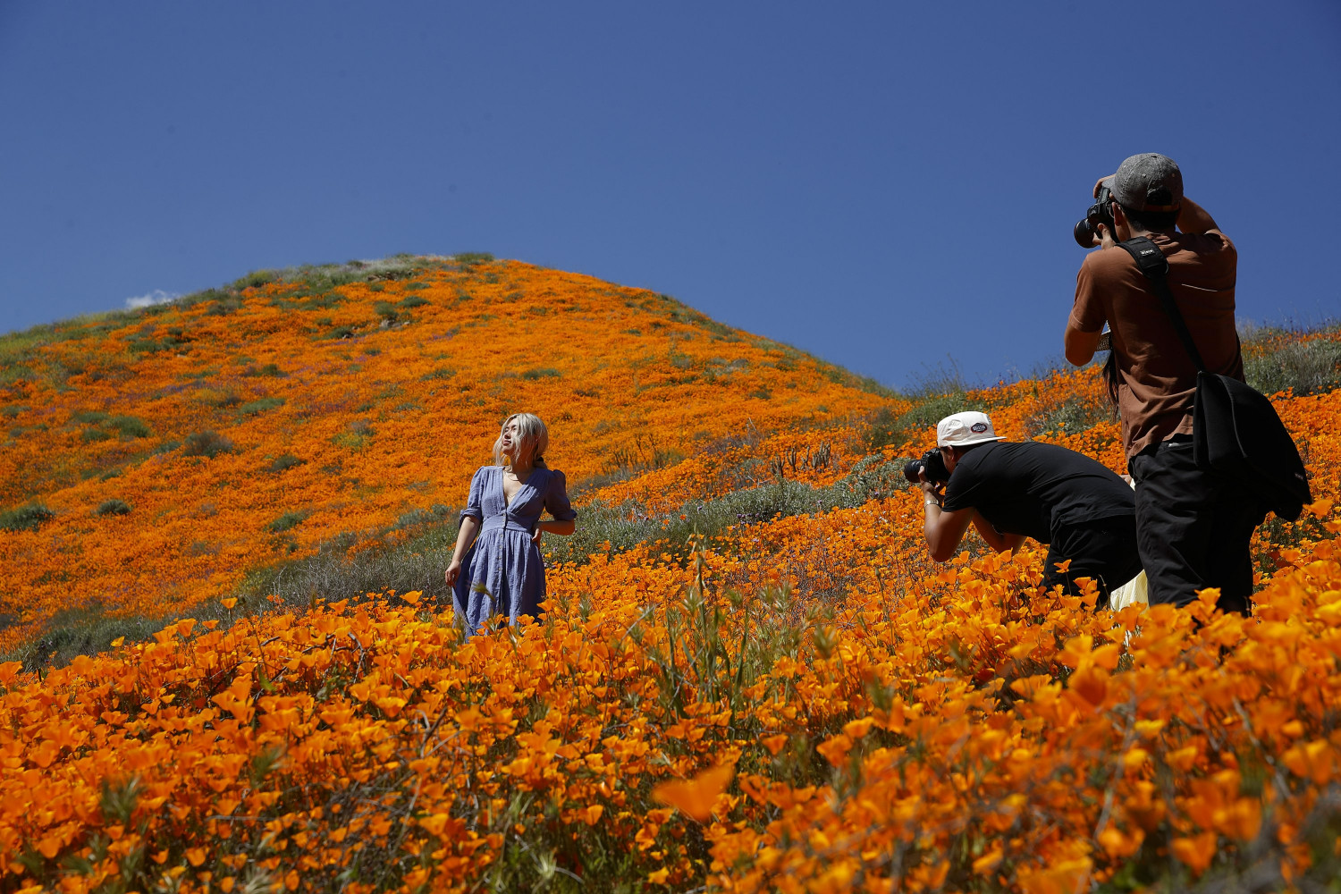 Tens of Thousands Converge on California ‘Poppy Apocalypse’