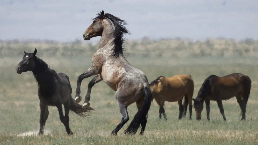 Wanted: More Pastures for West’s Overpopulated Wild Horses